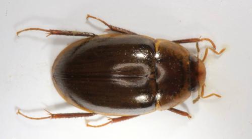 Enochrus ater